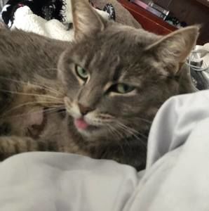 Meet your Posher, Cheyenne